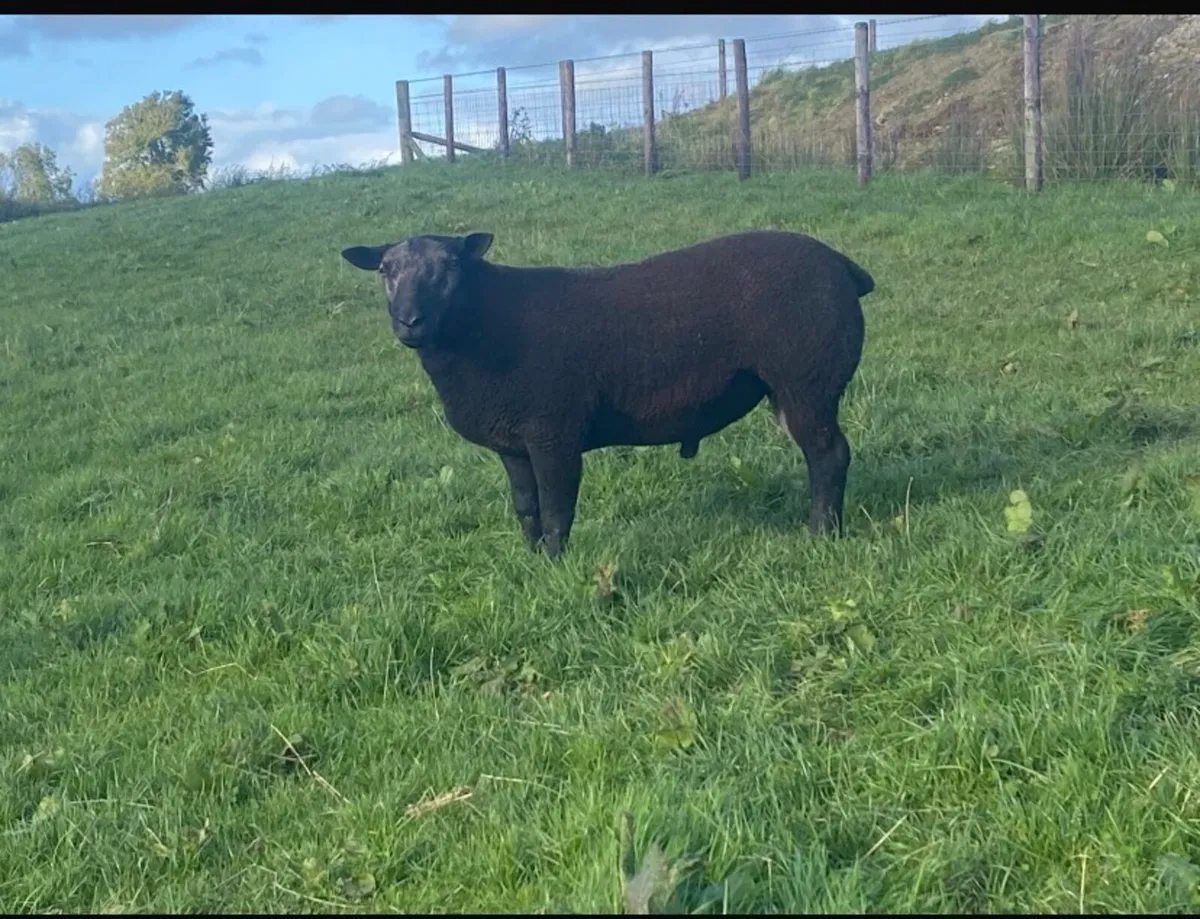 Black texel ram - Image 3