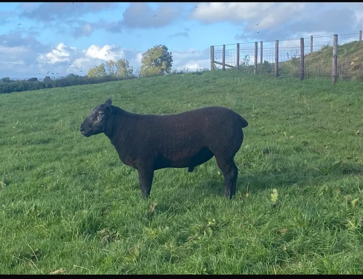 Black texel ram - Image 4
