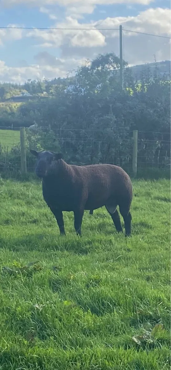 Black texel ram - Image 1