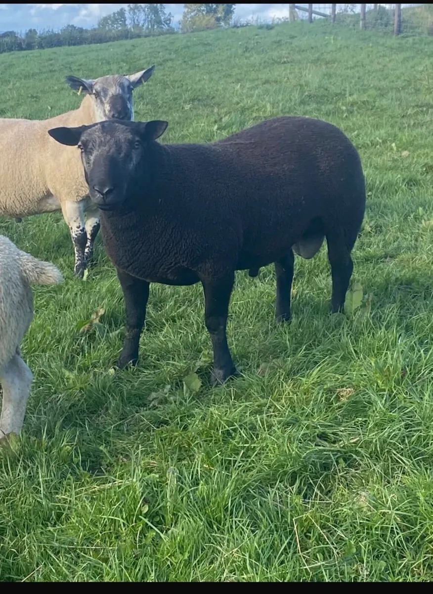 Black texel ram - Image 2