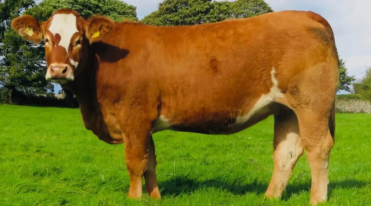 Incalf Heifer sale 3rd October 2026 Balla Mart - Image 1
