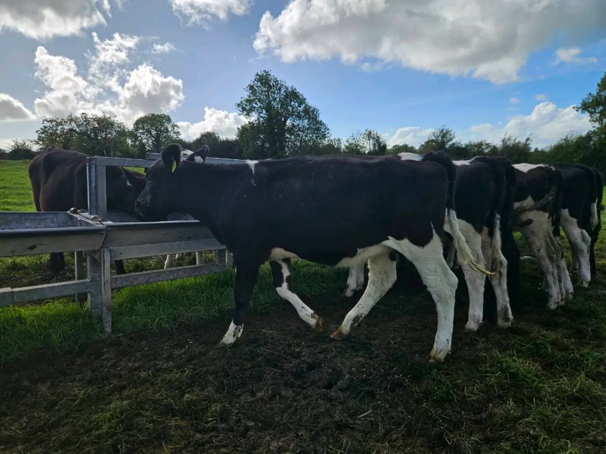 3 pbnr British heifers - Image 2