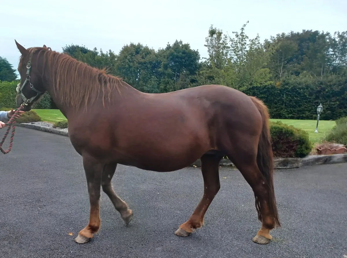 Class 1 Chestnut Connemara Mare - Image 1