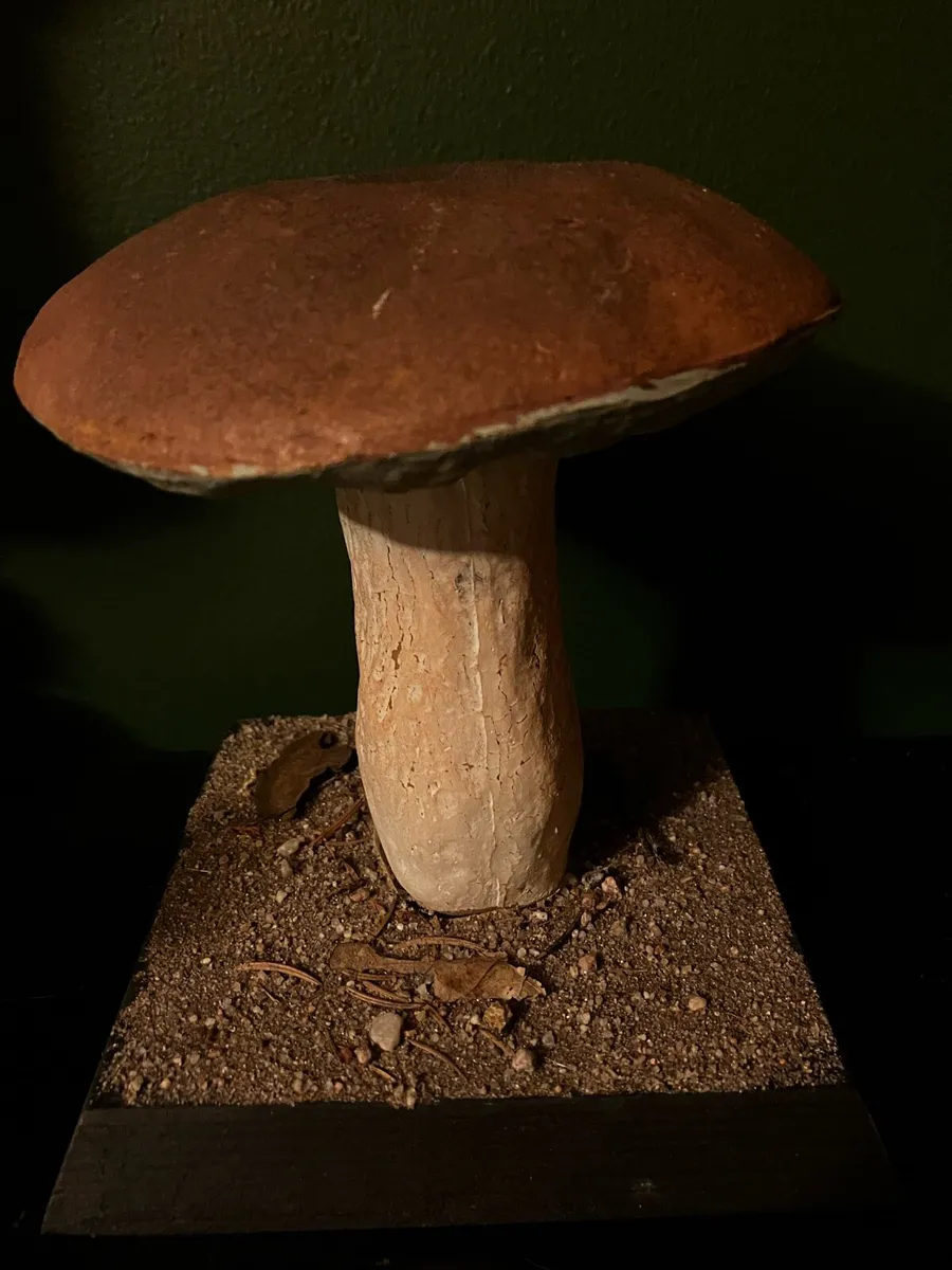 Vintage pharmacy botanical mushroom teaching model - Image 3