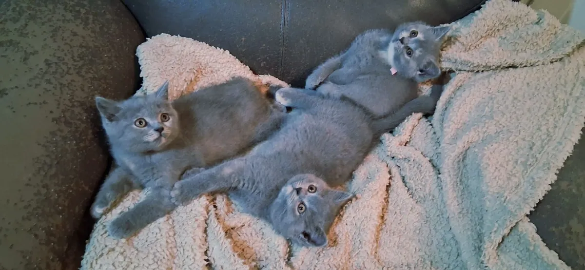 British blue shorthair Kittens - Image 1