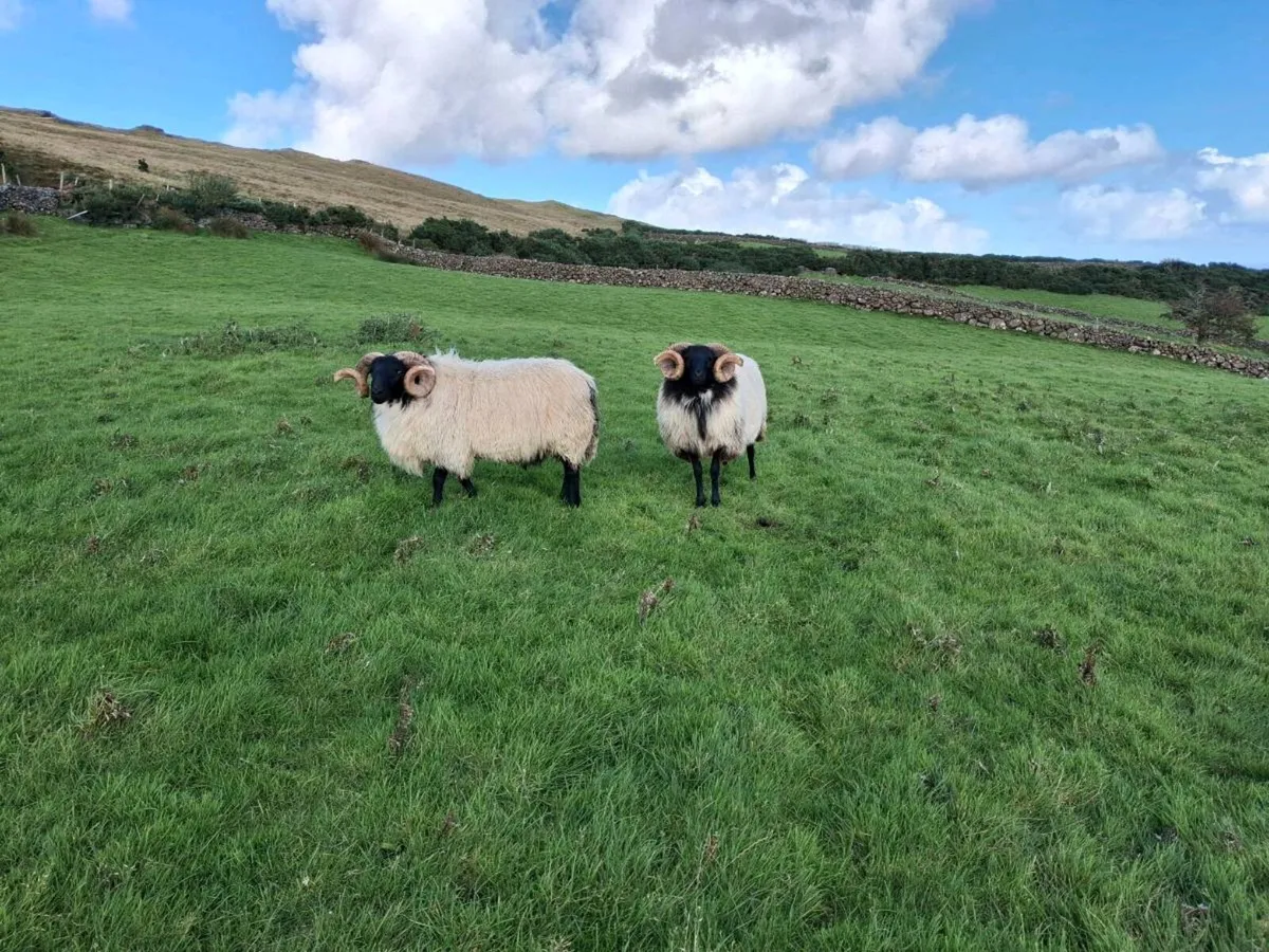Mountain Blackface Rams - Image 2