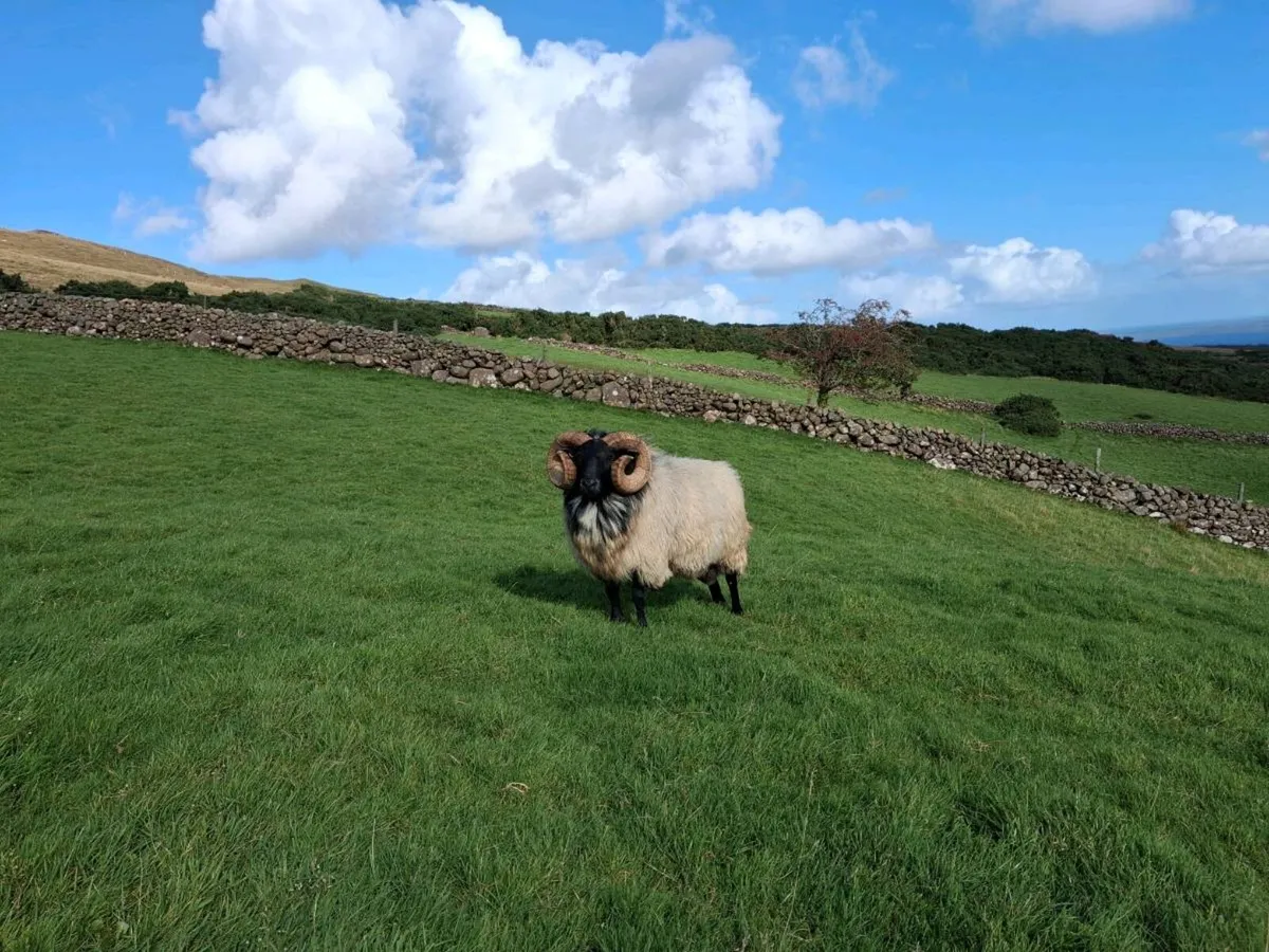 Mountain Blackface Rams - Image 3