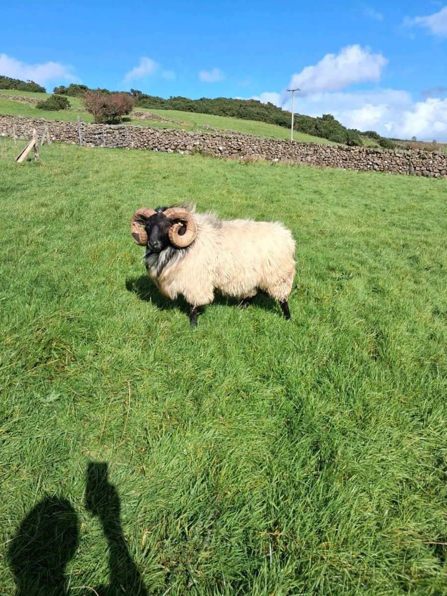 Mountain Blackface Rams - Image 4