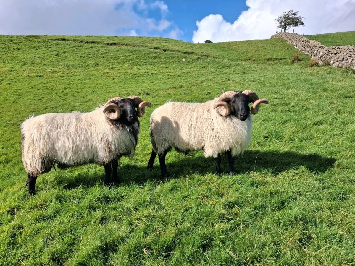 Mountain Blackface Rams - Image 1