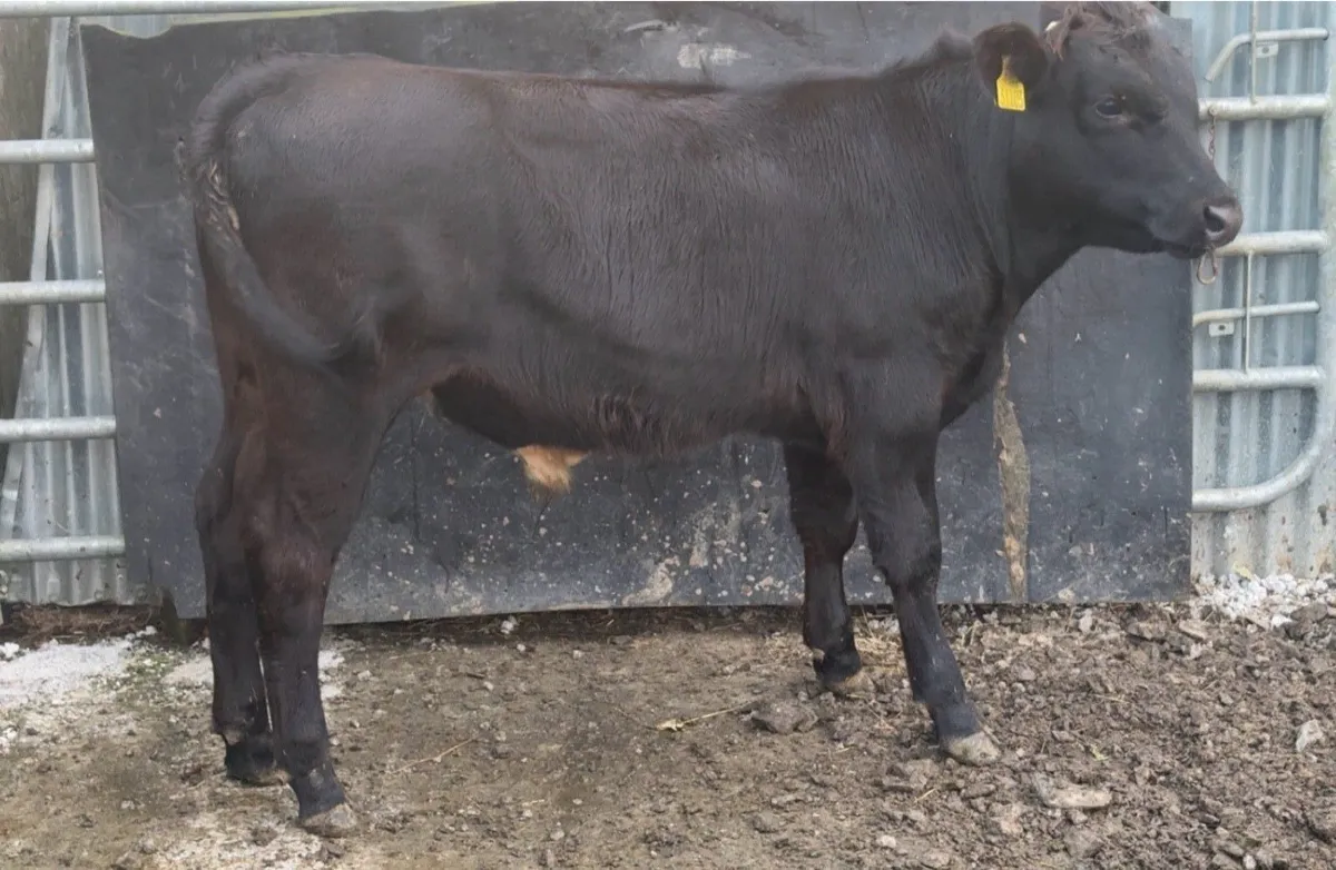 Wealing bulls - Image 3