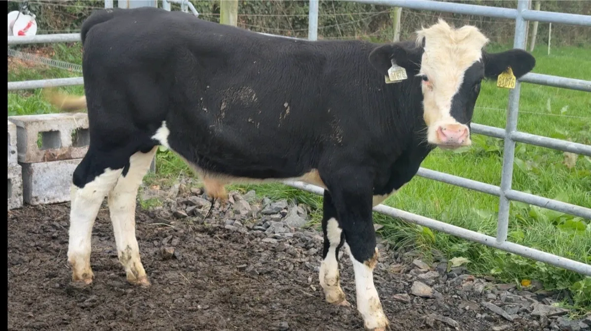 Wealing bulls - Image 4
