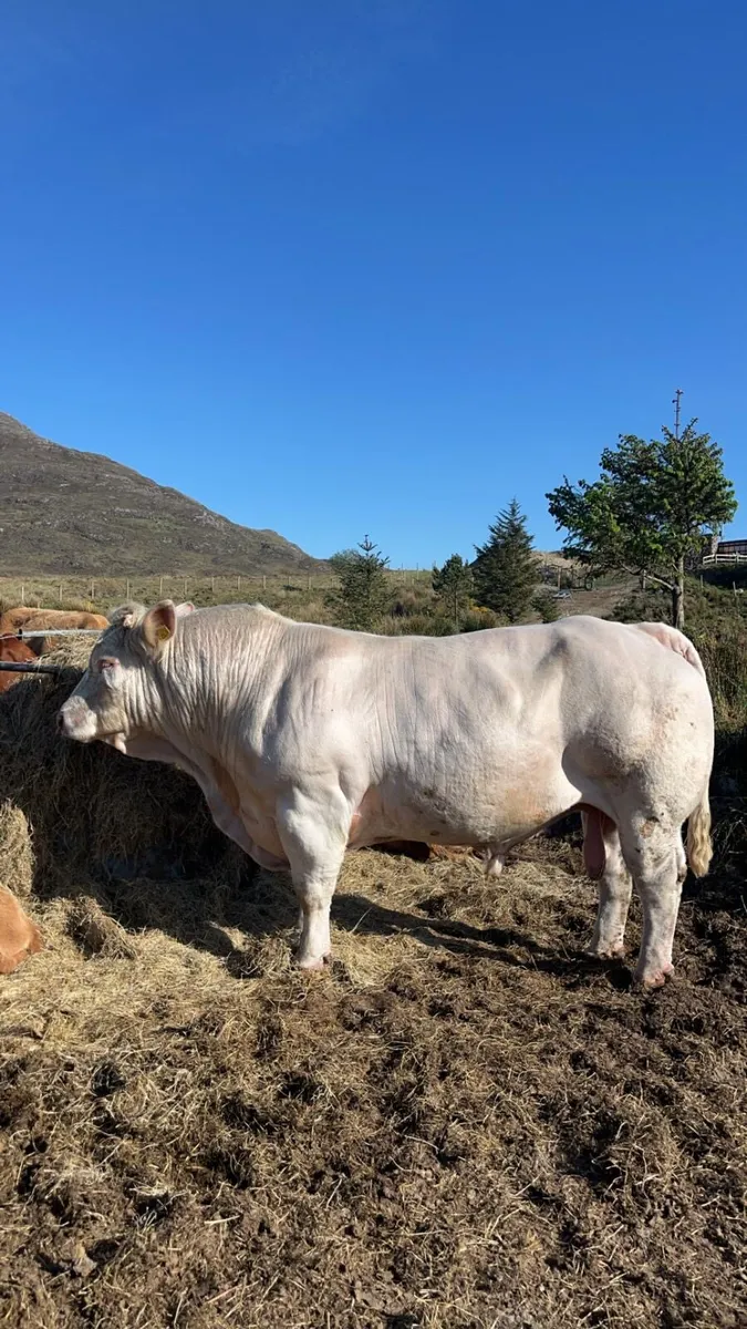 Fiston Charolais bull - Image 1
