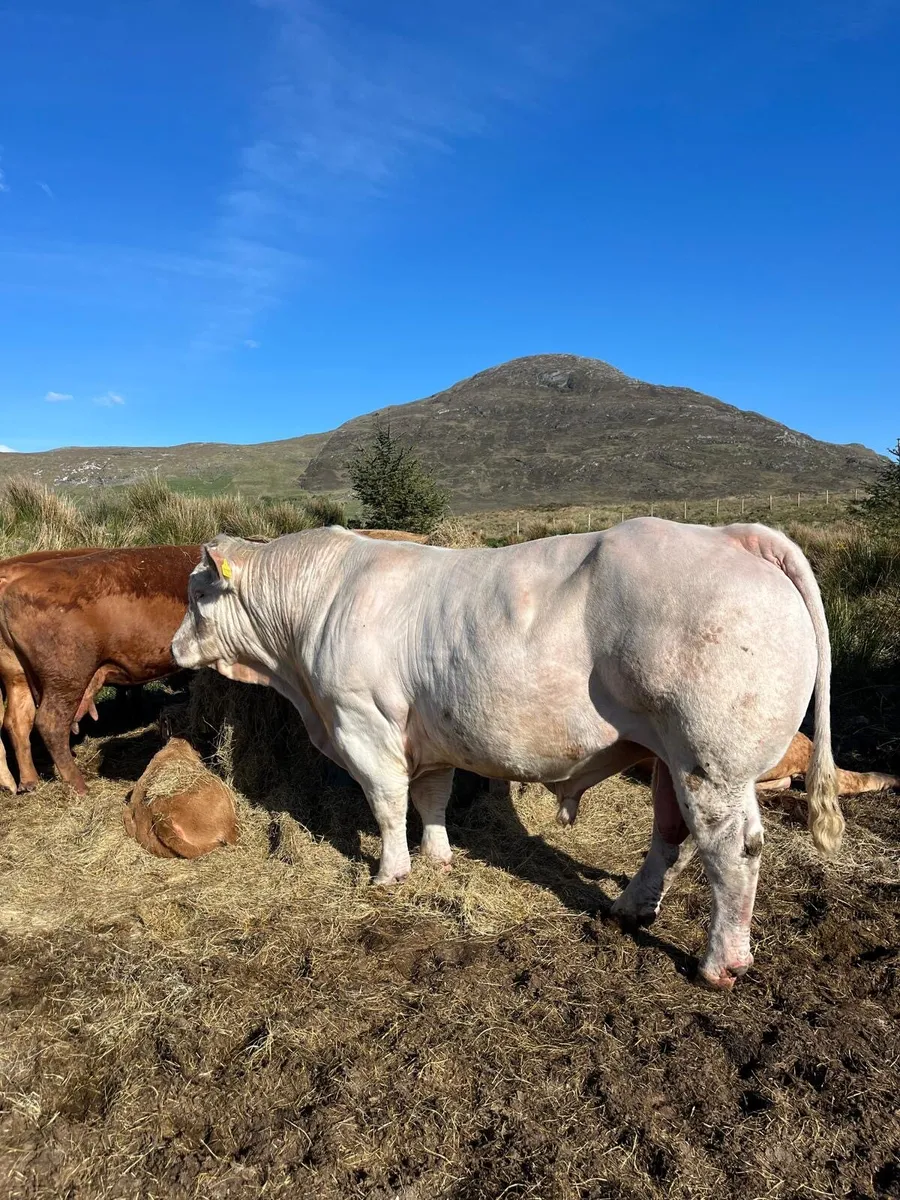 Fiston Charolais bull - Image 2
