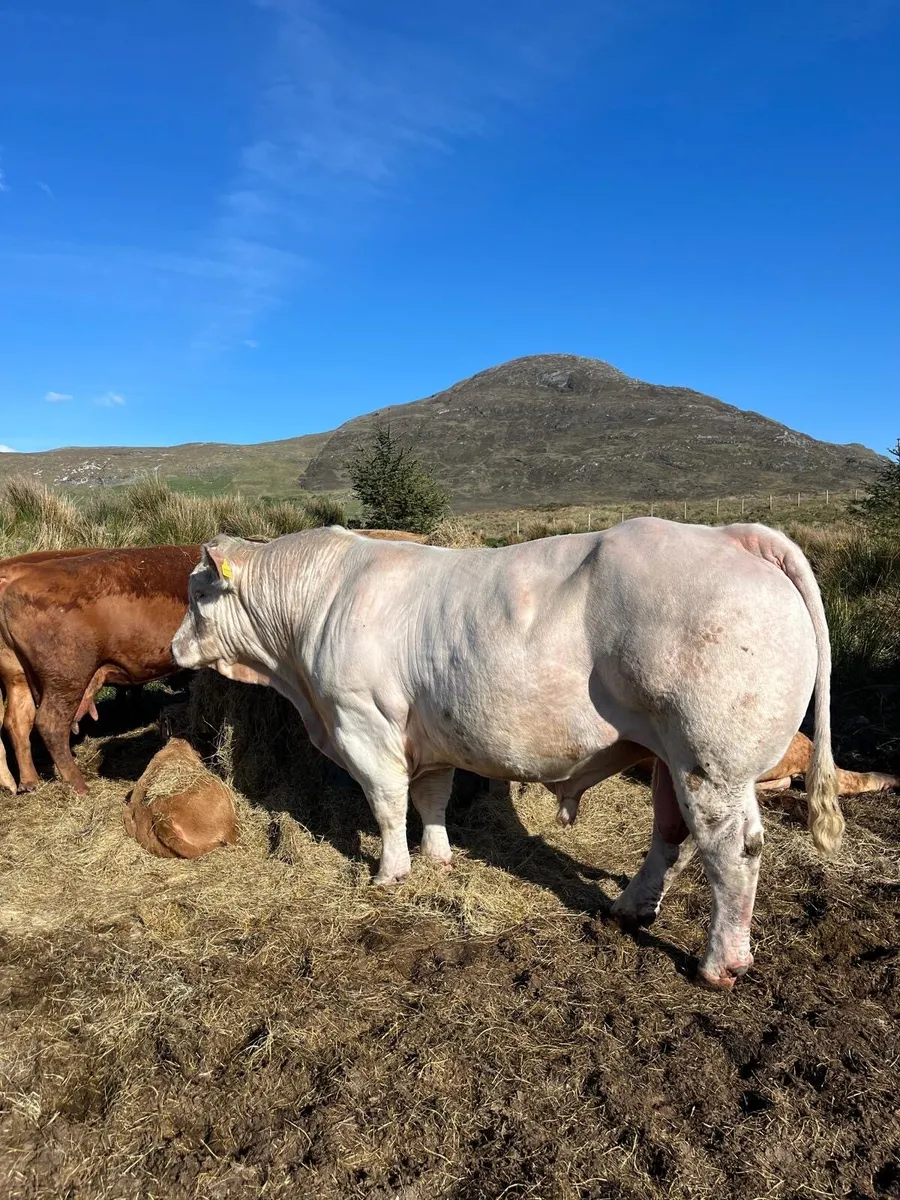 Fiston Charolais bull - Image 3