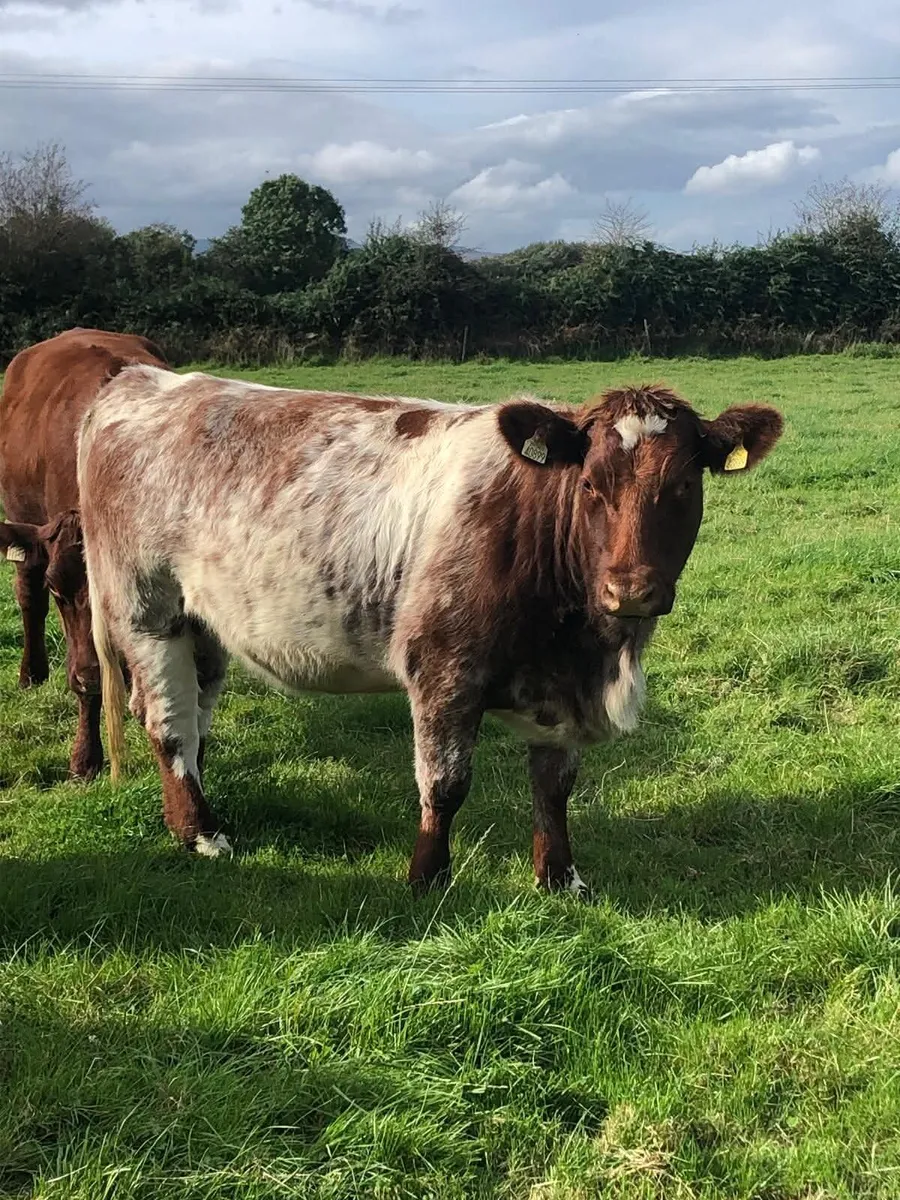 2 pbr shorthorn incalf heifers for sale - Image 1