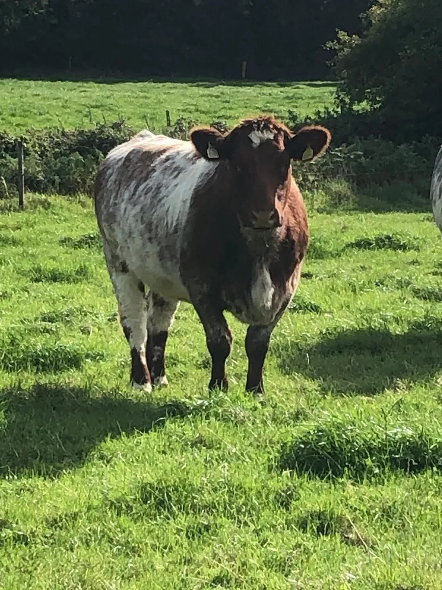 2 pbr shorthorn incalf heifers for sale - Image 2