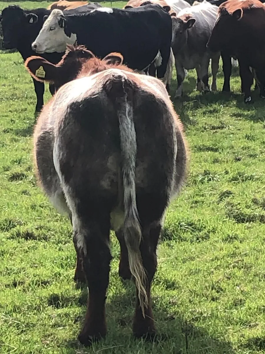 2 pbr shorthorn incalf heifers for sale - Image 3