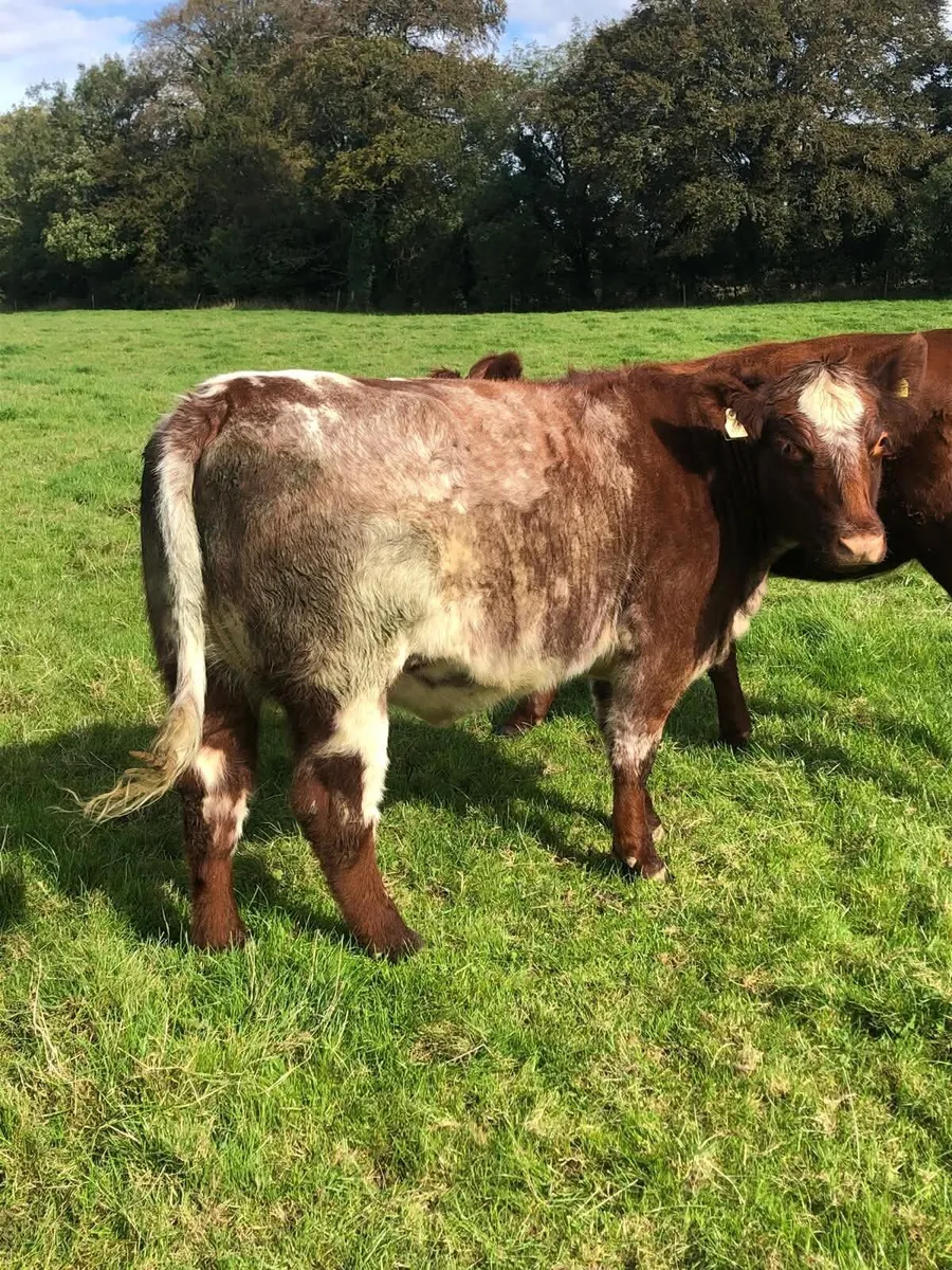 2 pbr shorthorn incalf heifers for sale - Image 4