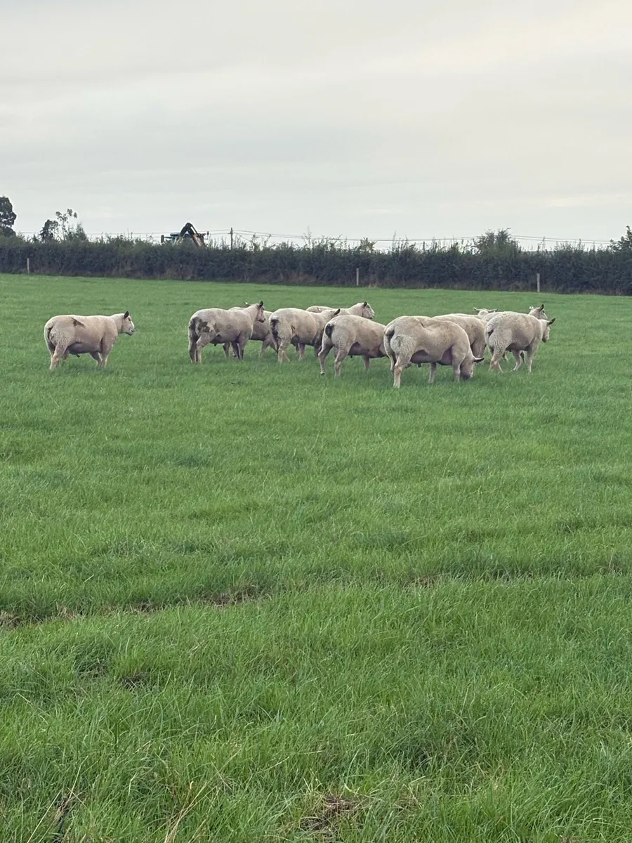 Charollais Hogget rams - Image 2
