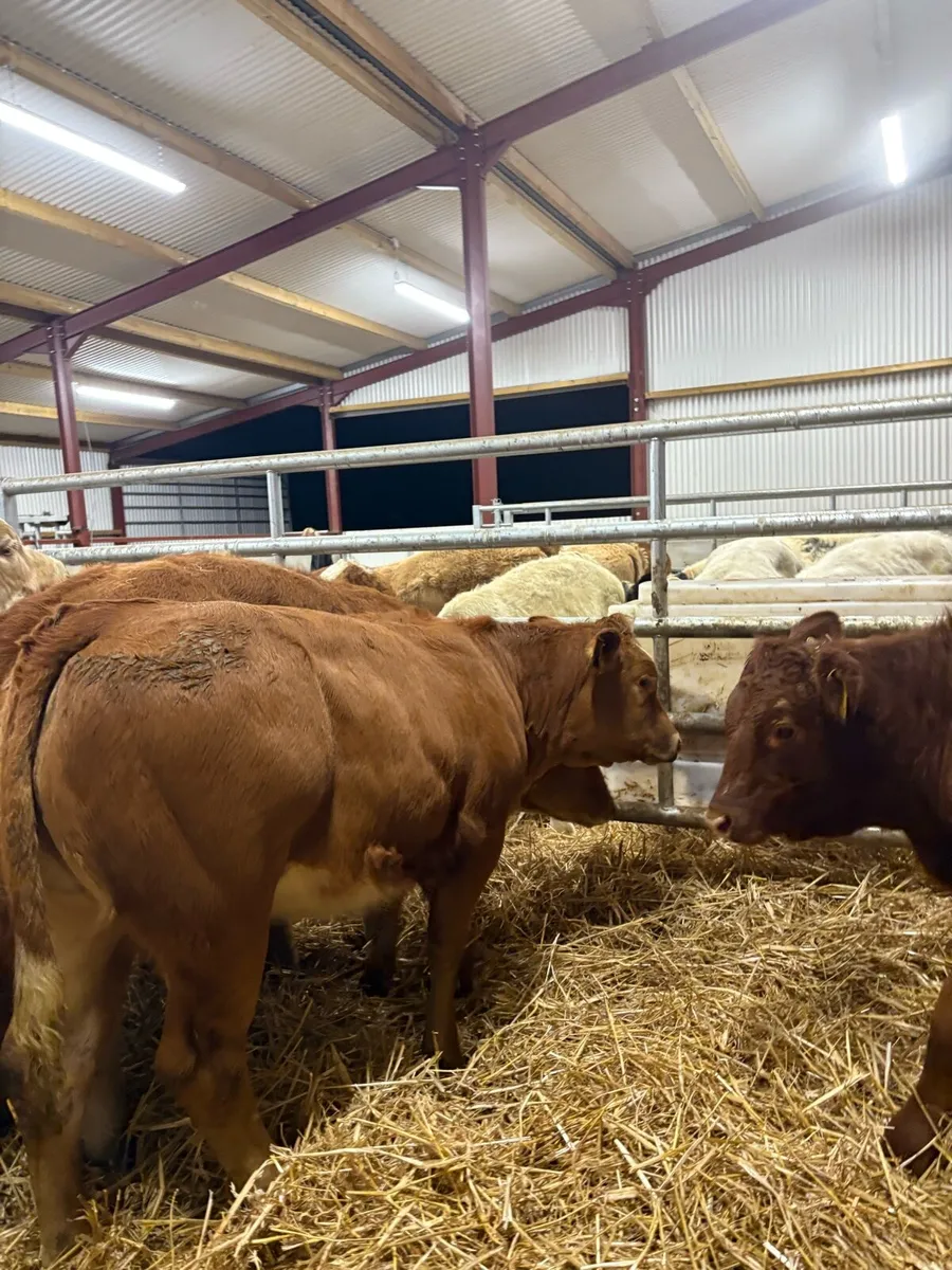 15 super 250kg U grade suckler bred heifers🔥 - Image 3
