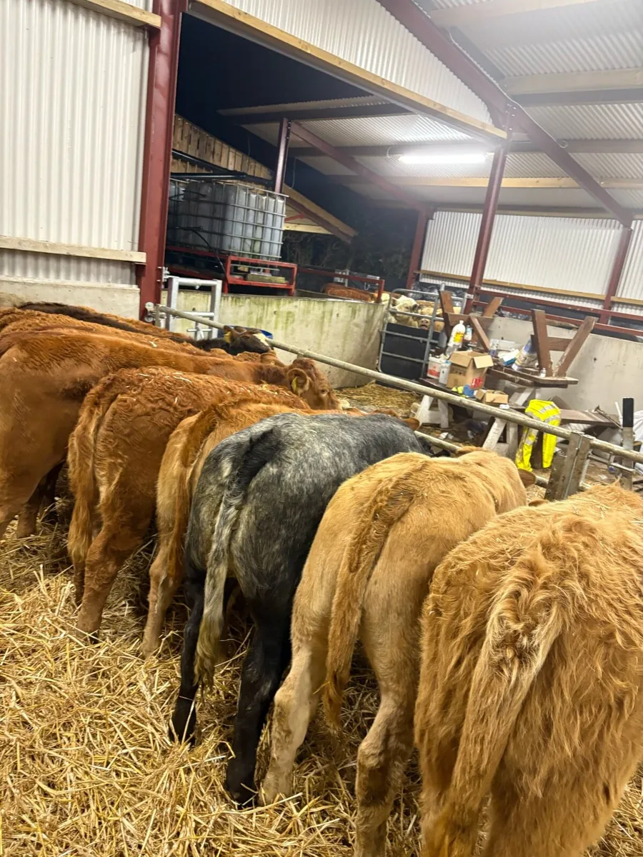 15 super 250kg U grade suckler bred heifers🔥 - Image 4