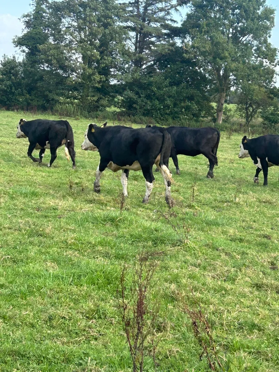 AA and WH heifers - Image 2