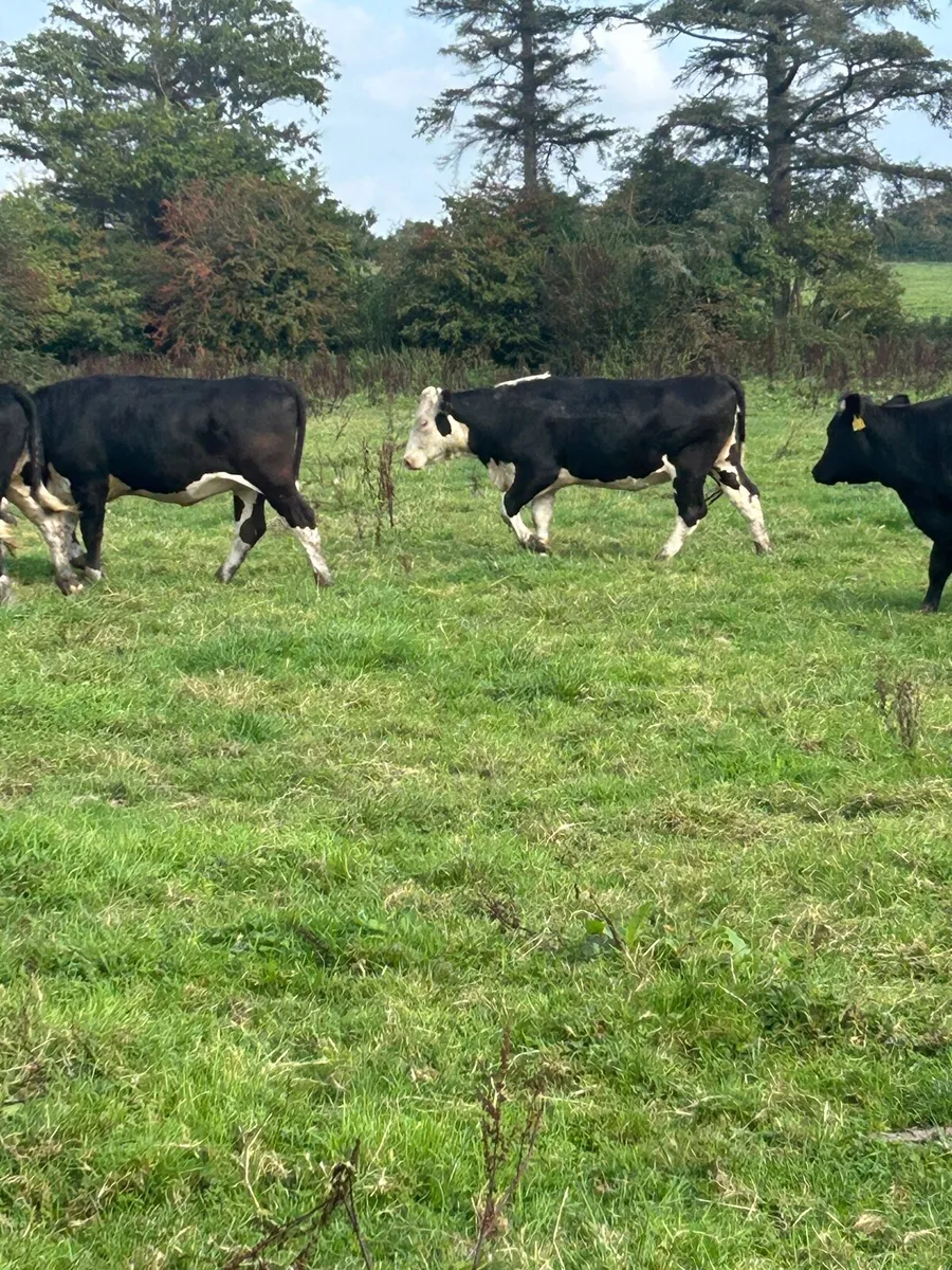 AA and WH heifers - Image 3