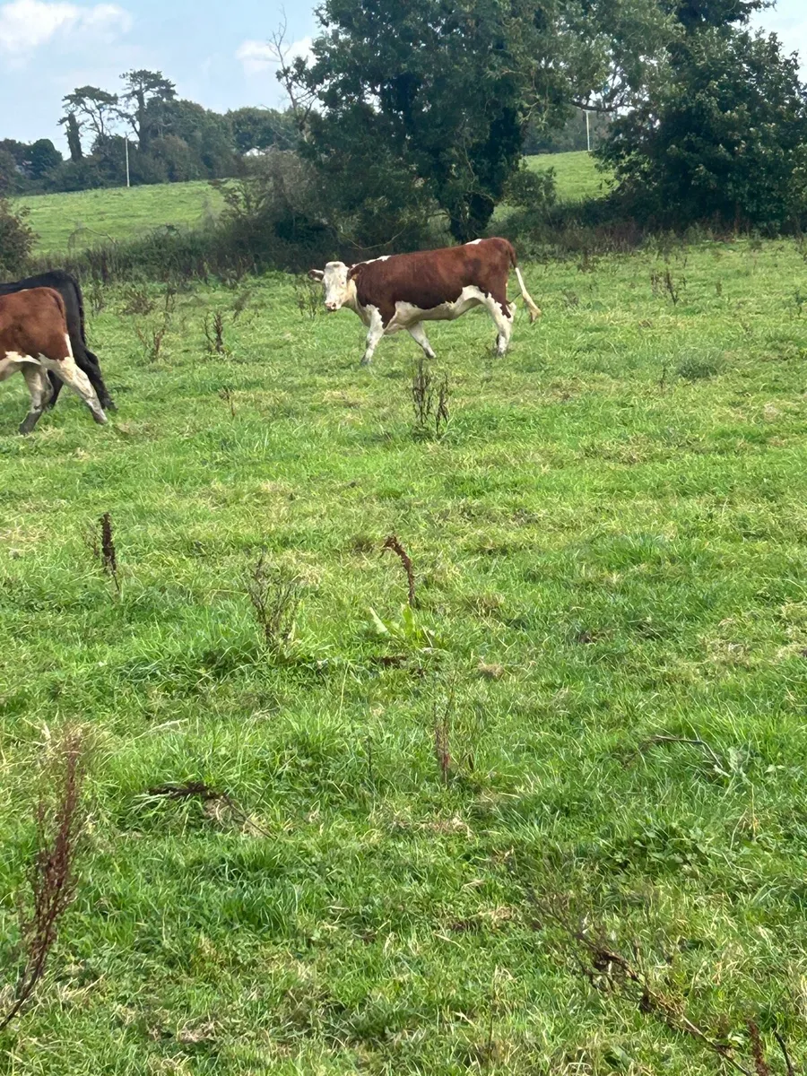 AA and WH heifers - Image 4
