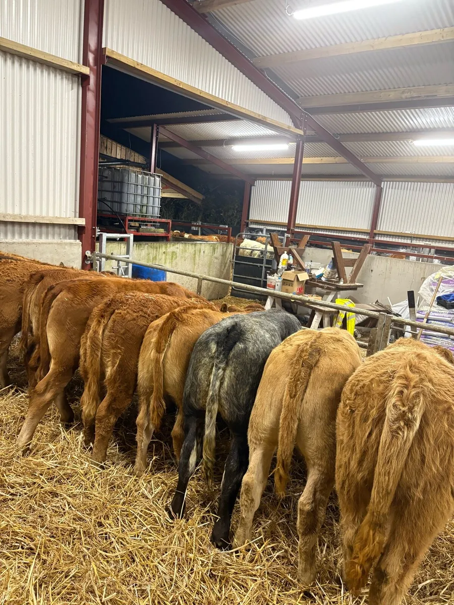15 super 250kg U grade suckler bred heifers🔥 - Image 1