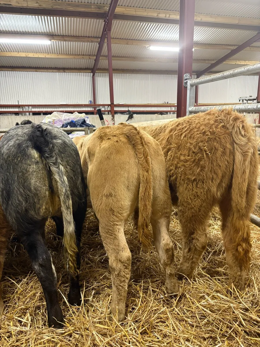 15 super 250kg U grade suckler bred heifers🔥 - Image 2