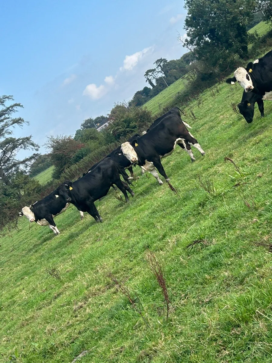 AA and WH heifers - Image 1