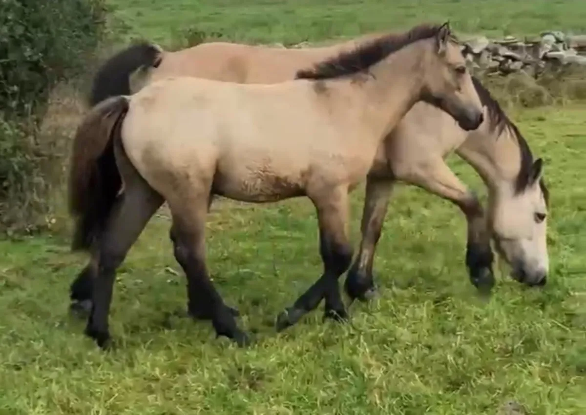 Foal - Image 1
