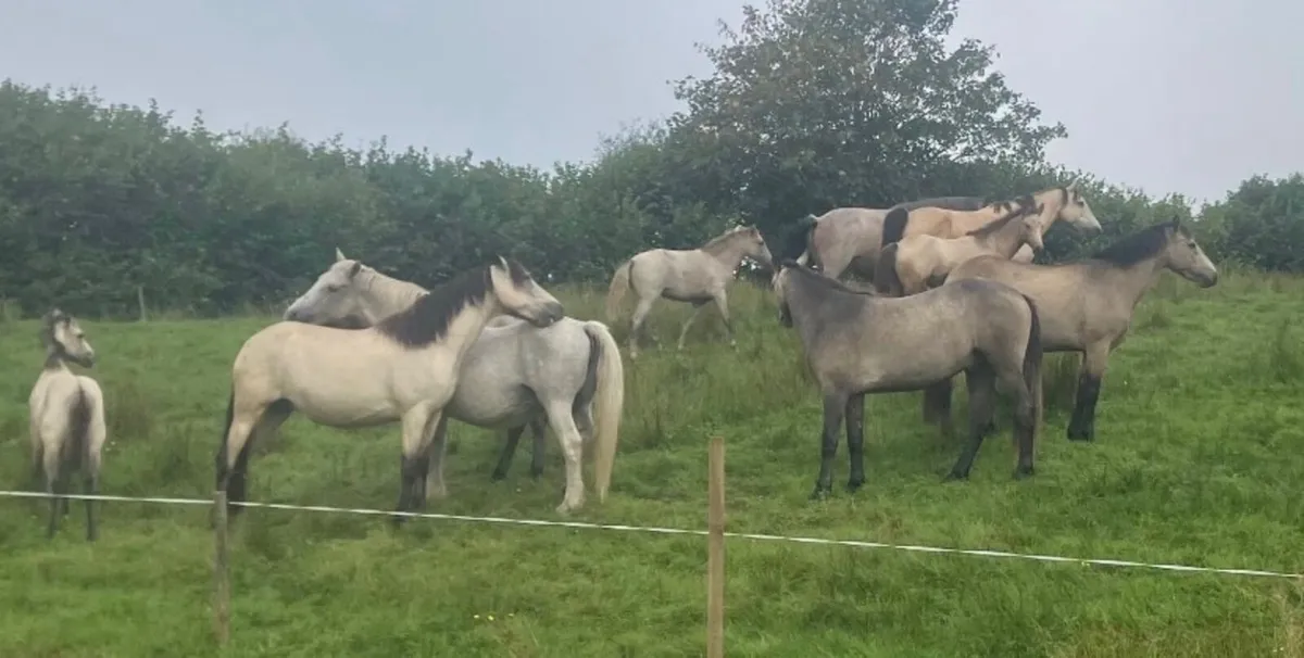 Foal - Image 2
