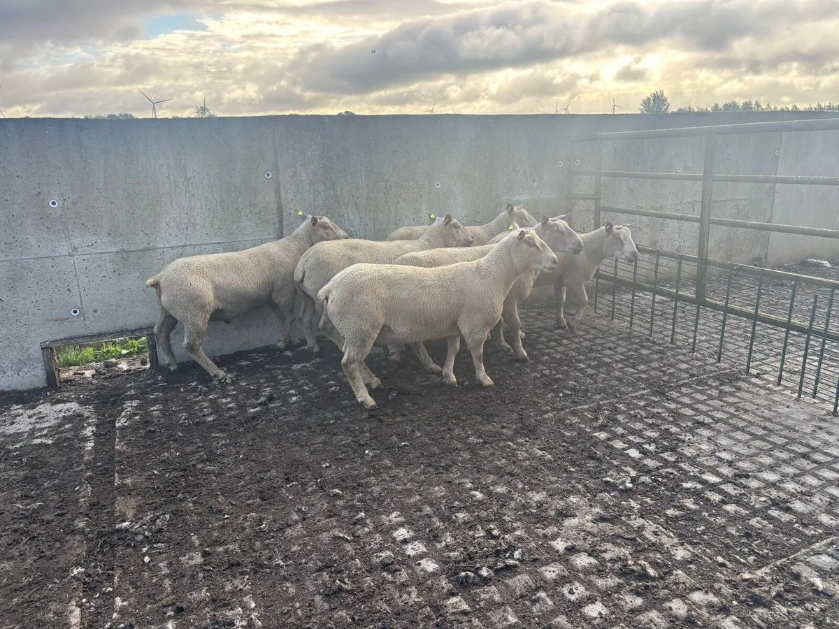 Purebred Charollais hogget rams - Image 3