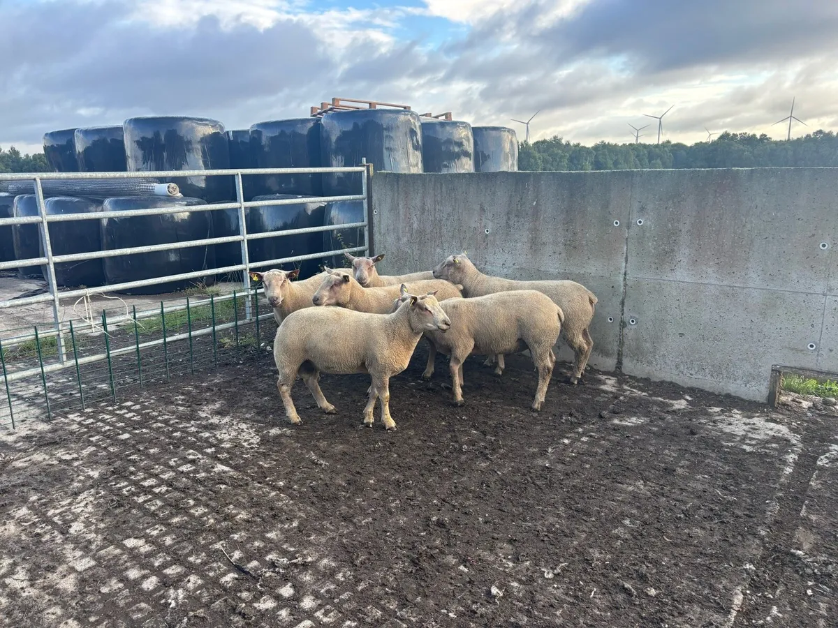 Purebred Charollais hogget rams - Image 4