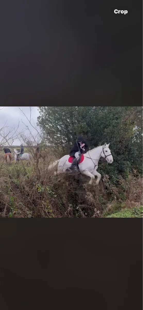 Hunting horse - Image 4