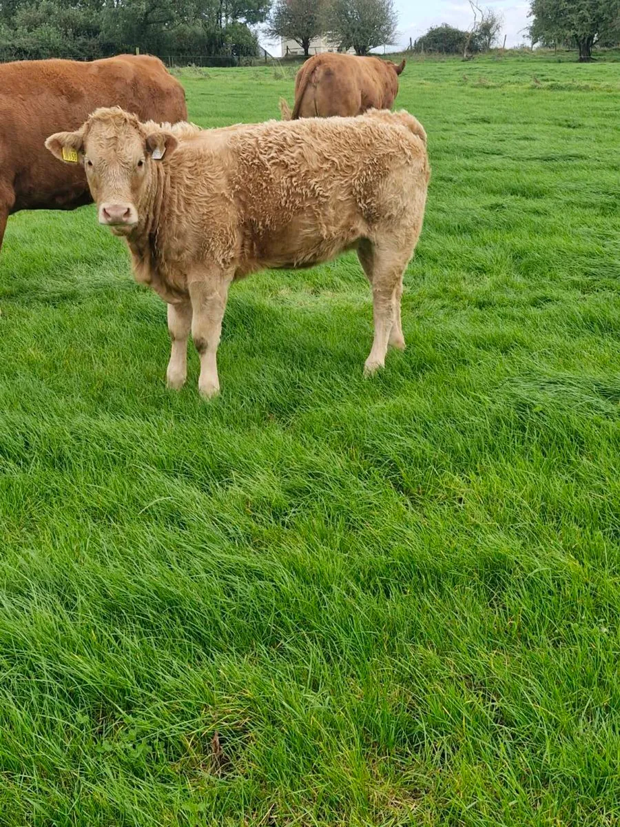 Weanlings - Image 1