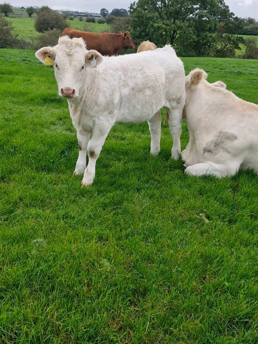 Weanlings - Image 4