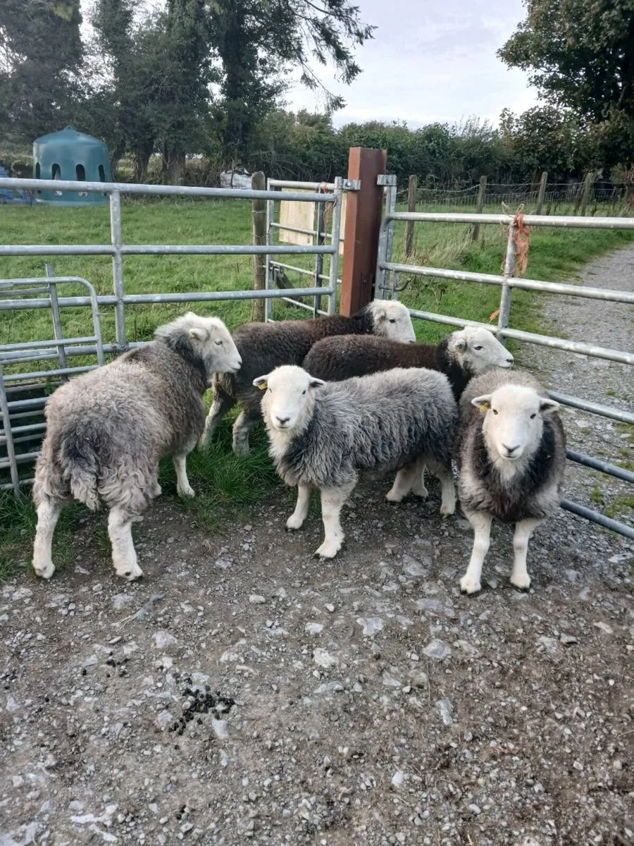 5 Herdwick Sheep - Image 2