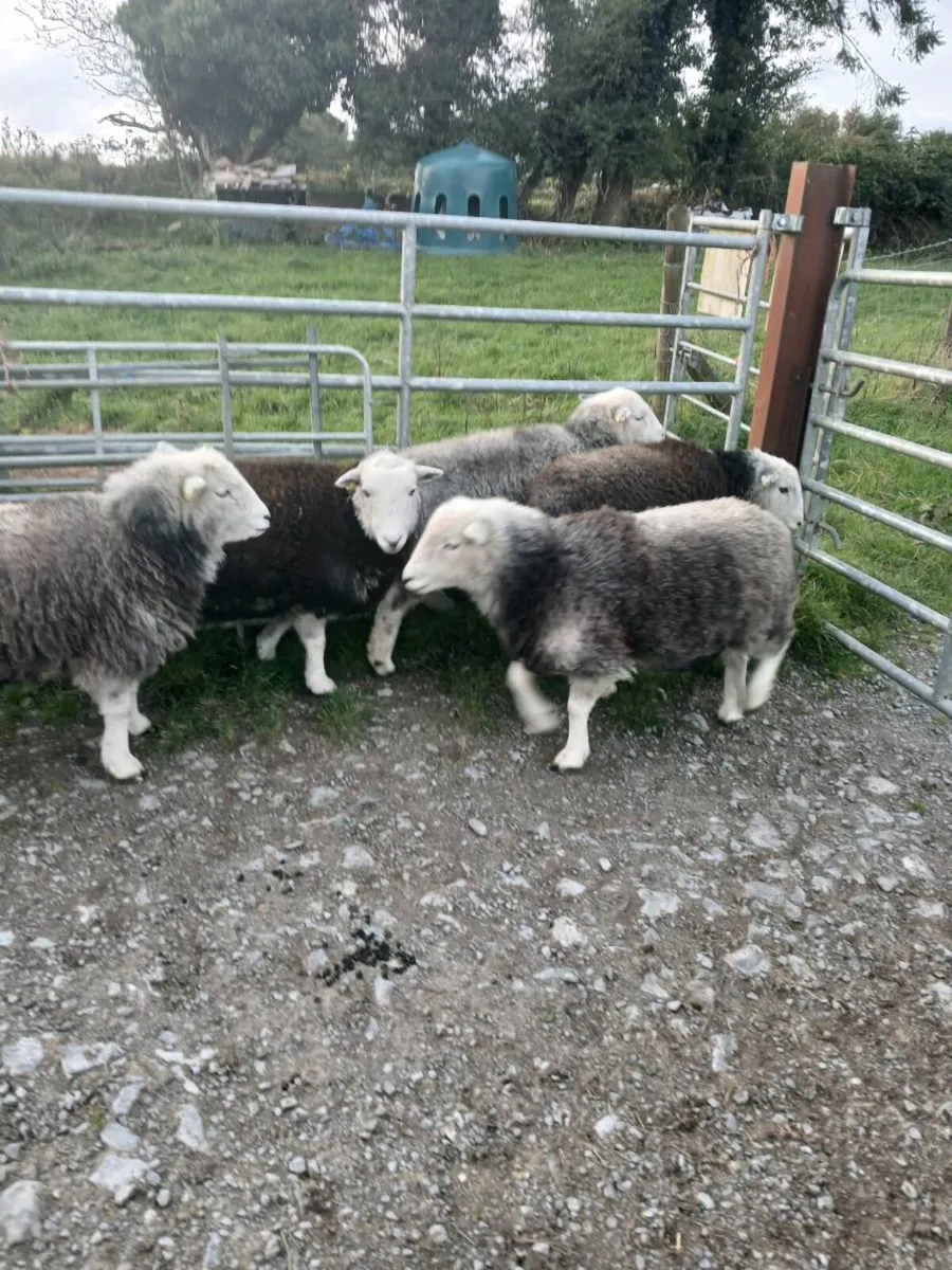 5 Herdwick Sheep - Image 3
