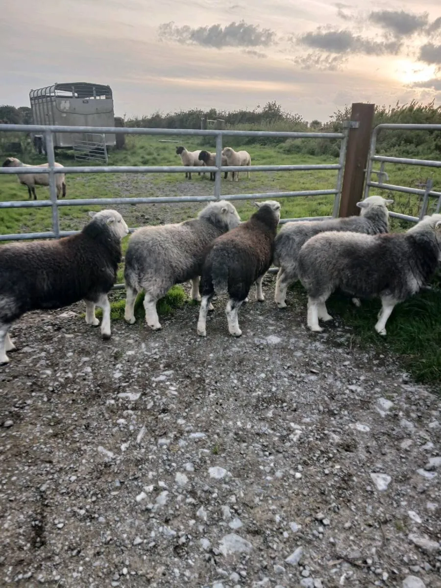 5 Herdwick Sheep - Image 4