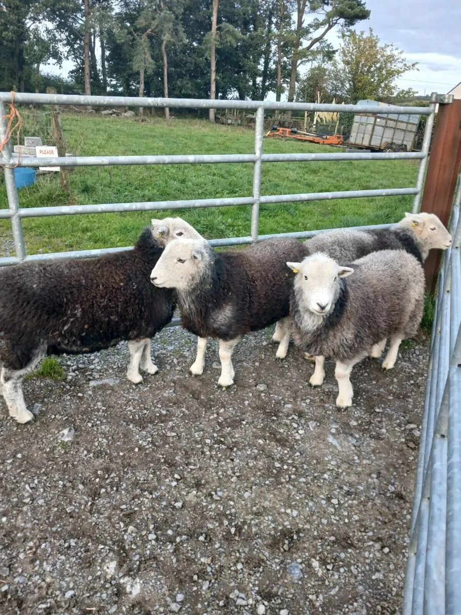 5 Herdwick Sheep - Image 1