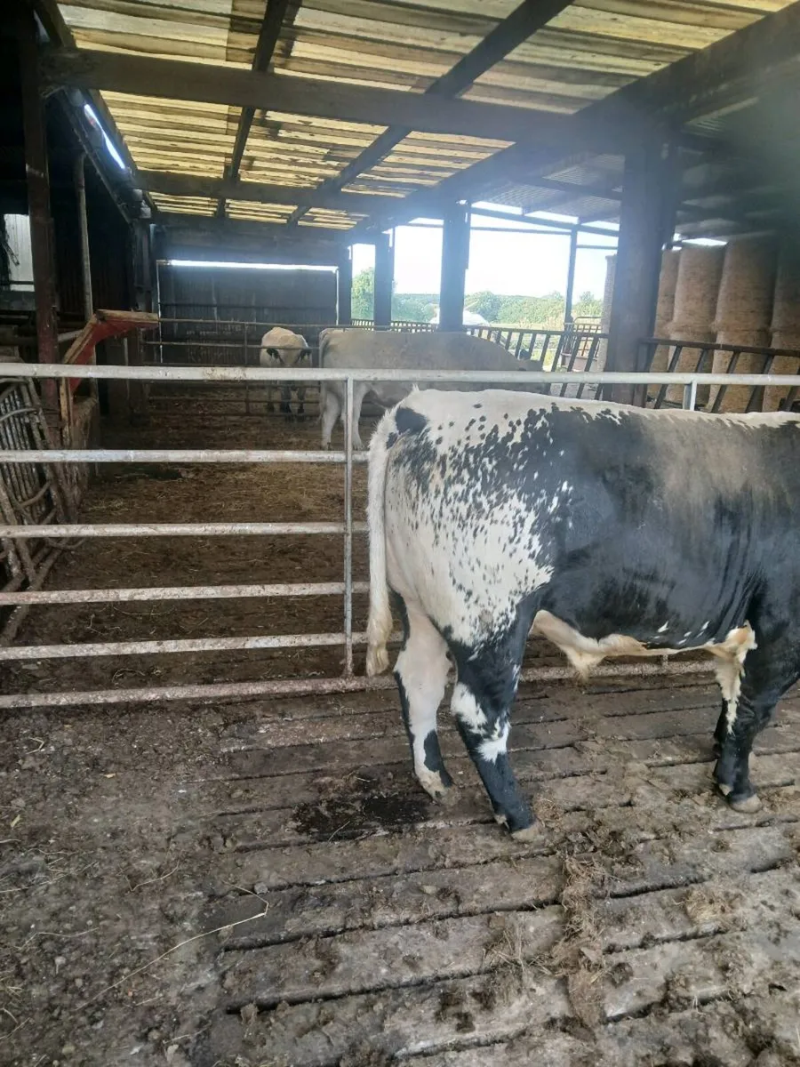 SPECKLE PARK BULL - Image 1