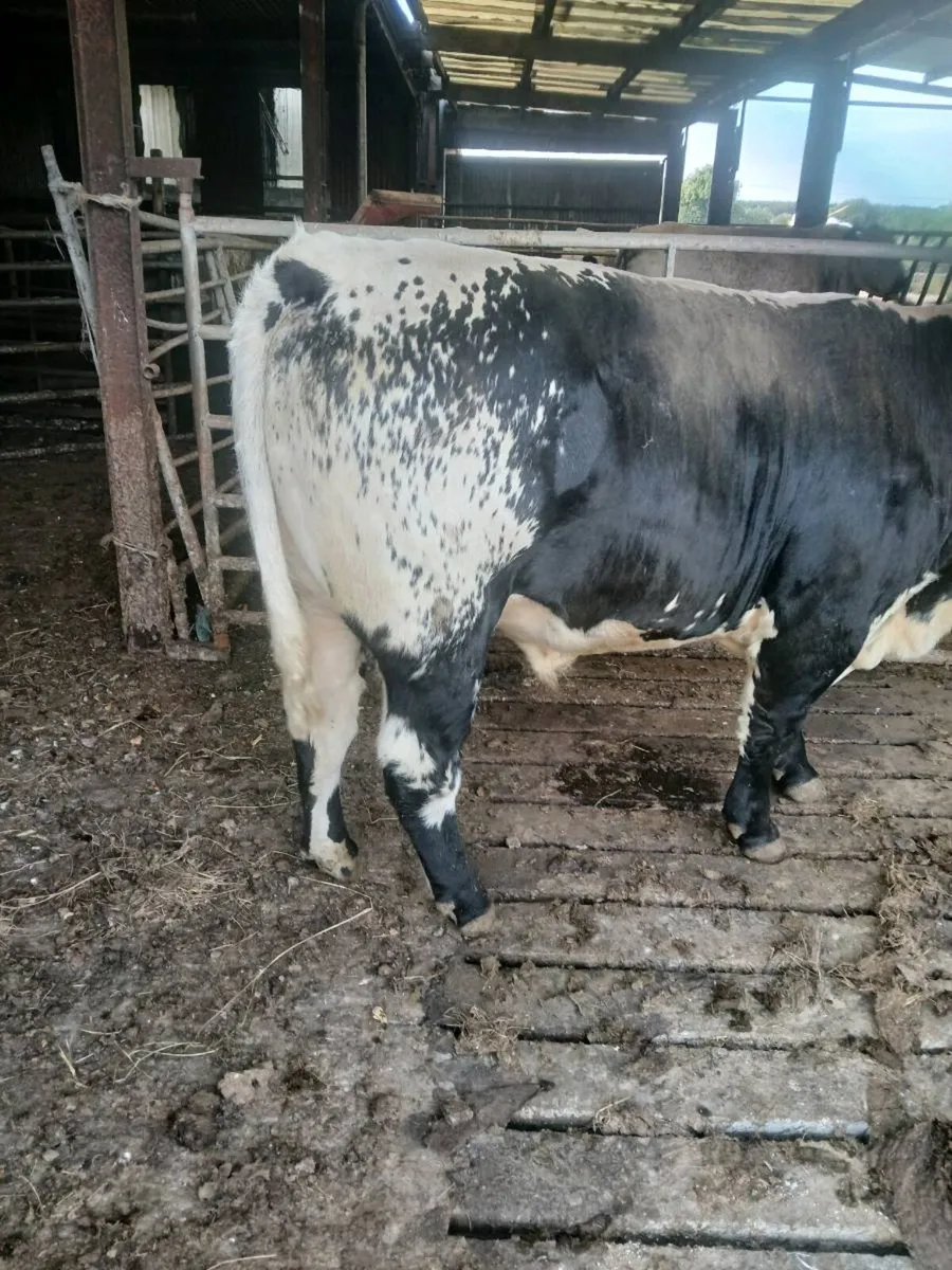 SPECKLE PARK BULL - Image 2