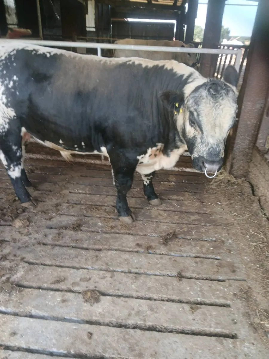 SPECKLE PARK BULL - Image 3