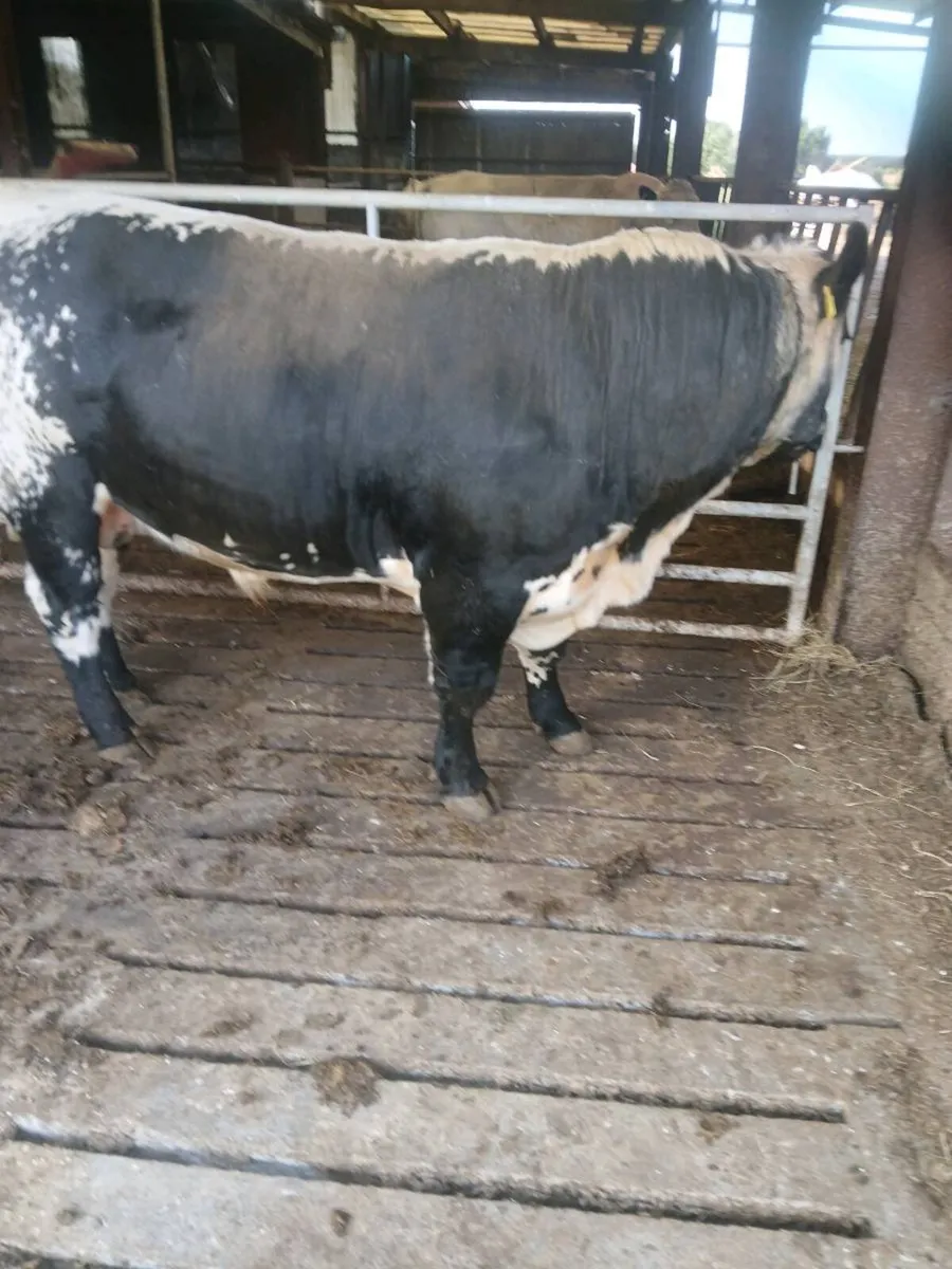 SPECKLE PARK BULL - Image 4