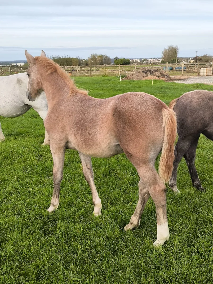 2 super irish draught foals - Image 1