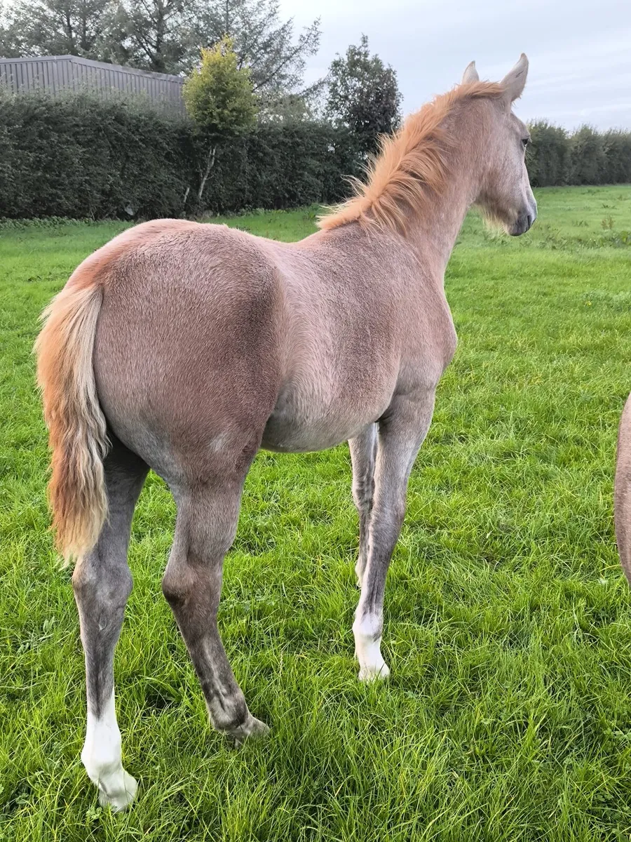 2 super irish draught foals - Image 2