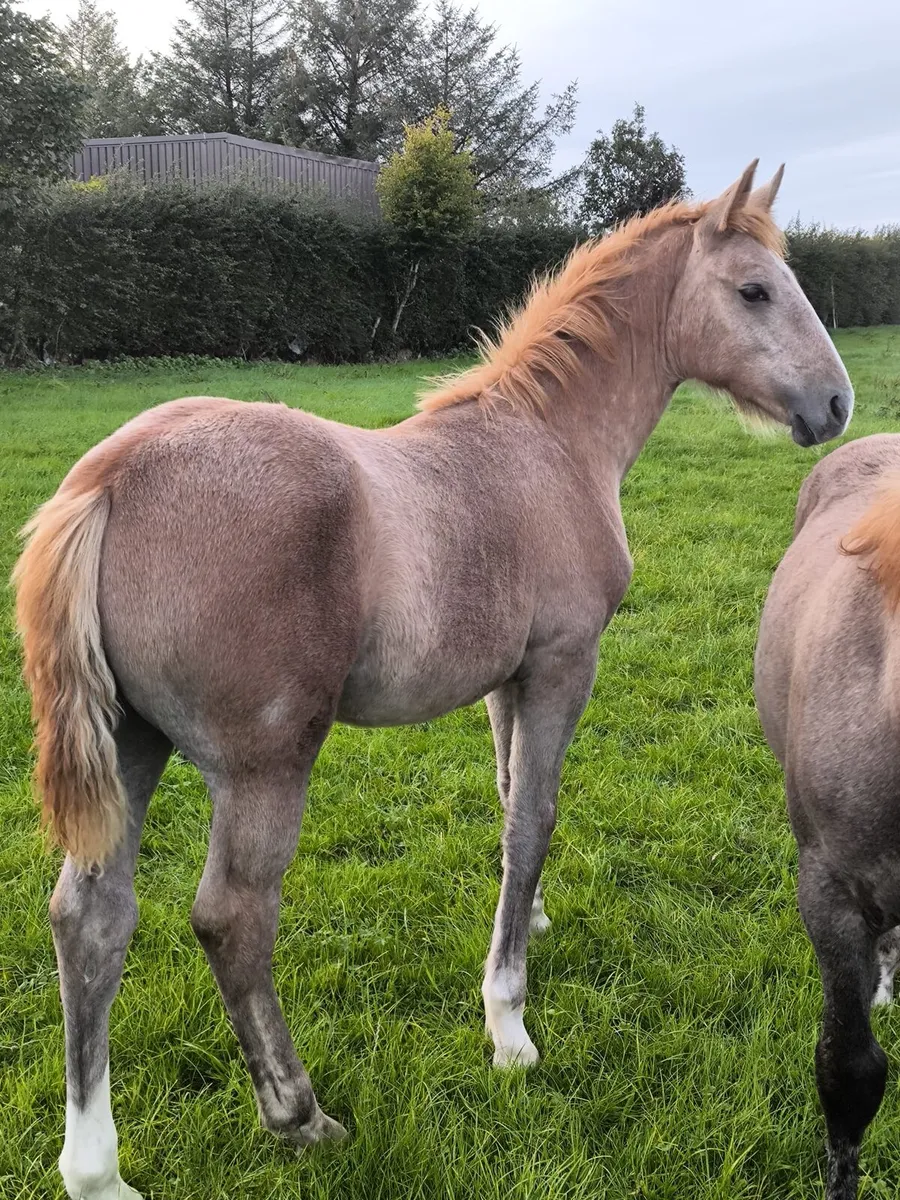 2 super irish draught foals - Image 3