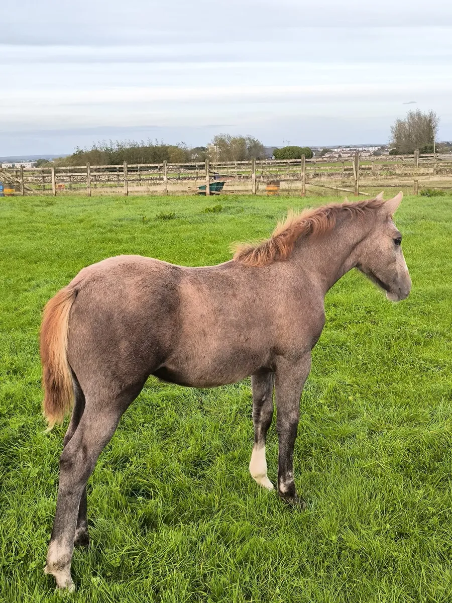 2 super irish draught foals - Image 4